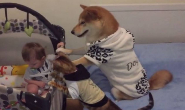 Το πιο τυχερό μωρό: Babysitting από σκύλο και γάτα (vid)