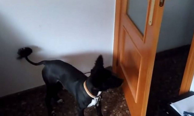 Δείτε τι κάνει ένας πανέξυπνος σκύλος! (vid)