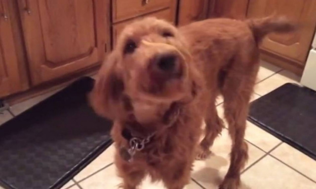 Τι κάνει ένας σκύλος όταν ένα μακαρόνι «κολλάει» στη μύτη του; (vid)