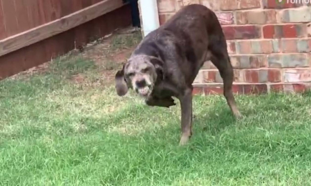 Ο πιο ένοχος σκύλος που έκανε αταξία και δεν μπορεί να το κρύψει (vid)