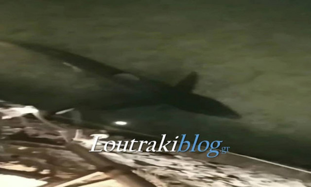 Πανικός στο Λουτράκι: Καρχαρίας 2 μέτρων κόβει βόλτες στο λιμάνι – Δείτε το βίντεο – ντοκουμέντο
