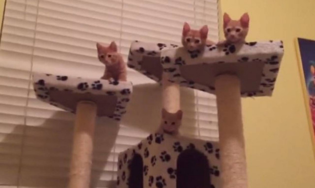 Οι πιο χαριτωμένες οικογένειες… σκύλων ή γατιών (vid)