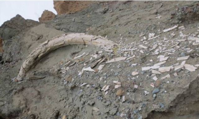 Prehistoric tusk discovered in Florina mine