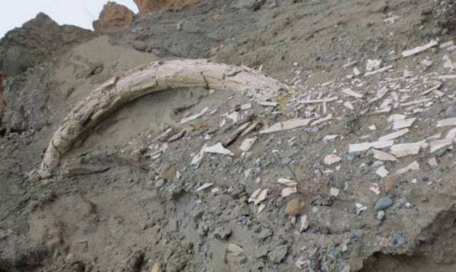 Σπάνιο εύρημα στην Κοζάνη: Εντόπισαν προϊστορικό χαυλιόδοντα μήκους δύο μέτρων! (pics)