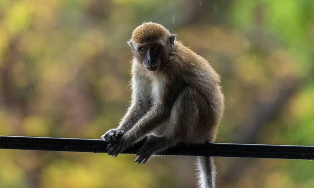 Φρίκη στην Ινδία: Μωρό 12 ημερών πέθανε μετά από επίθεση μαϊμούς