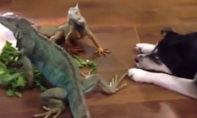 Ιγκουάνα και σκύλος: Μία περίεργη φιλία (vid)