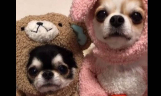 Τα πιο χαριτωμένα Τσιουάουα που έχετε δει! (vid)