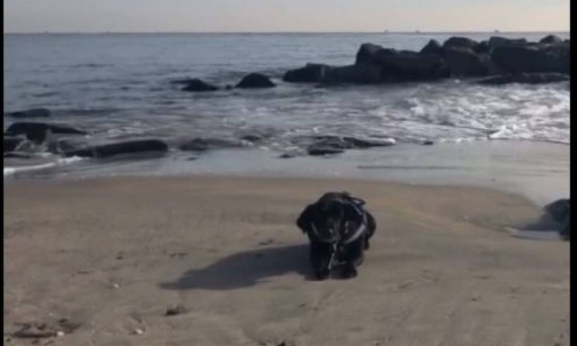Πώς ένας σκύλος «καταστρέφει» ένα υπέροχο πλάνο της θάλασσας (vid)