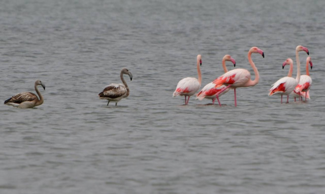 Φλαμίνγκο και αργυροτσικνιάδες: Τελευταία στάση για τα αποδημητικά πουλιά στο Ναύπλιο (pics)