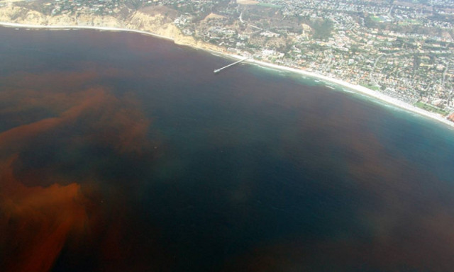 Συναγερμός στη Φλόριντα: Το «Κόκκινο Κύμα» απειλεί το περιβάλλον και τους ανθρώπους (vid)