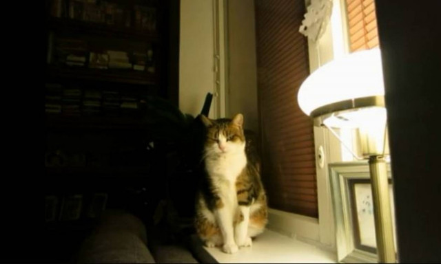 Ο τρόπος με τον οποίο τεντώνεται αυτή η γάτα είναι πραγματικά μοναδικός! (vid)