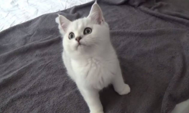 Το γατάκι που δεν χορταίνει παιχνίδι (vid)