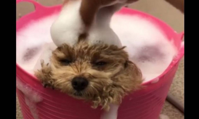 Ο σκύλος που απολαμβάνει το μπάνιο του! (vid)