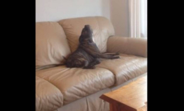 Ο σκύλος που αγαπάει τα… μπλουζ (vid)