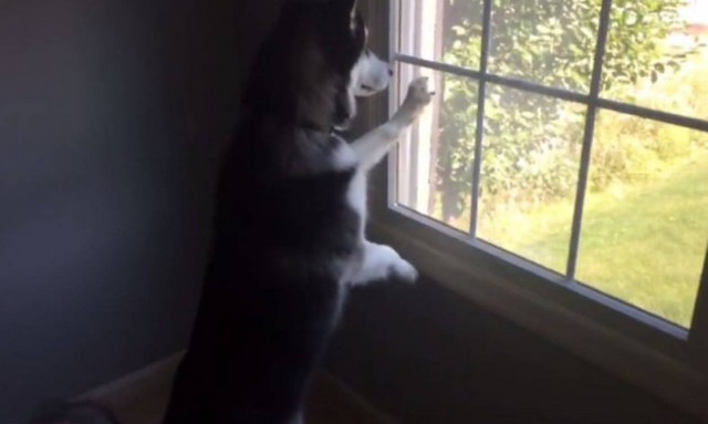 Η επική αντίδραση ενός Χάσκι όταν βλέπει ελάφι! (vid)