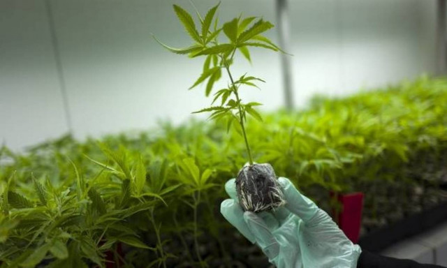 Εκδόθηκαν οι δύο πρώτες άδειες για τη φαρμακευτική κάνναβη στην Ελλάδα