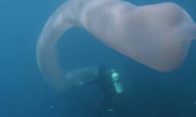 Θαλάσσιο σκουλήκι 10 μέτρων εμφανίστηκε στη Νέα Ζηλανδία!