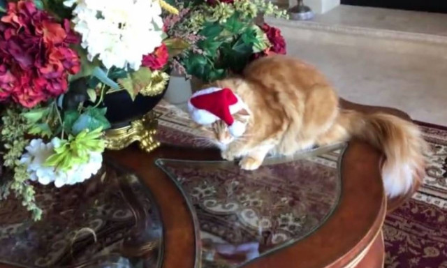 Κατοικίδια προετοιμάζονται για τη χριστουγεννιάτικη φωτογραφία τους (vid)