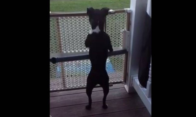 Δεν φαντάζεστε τι κάνει αυτός ο σκύλος όταν ενθουσιάζεται! (vid)