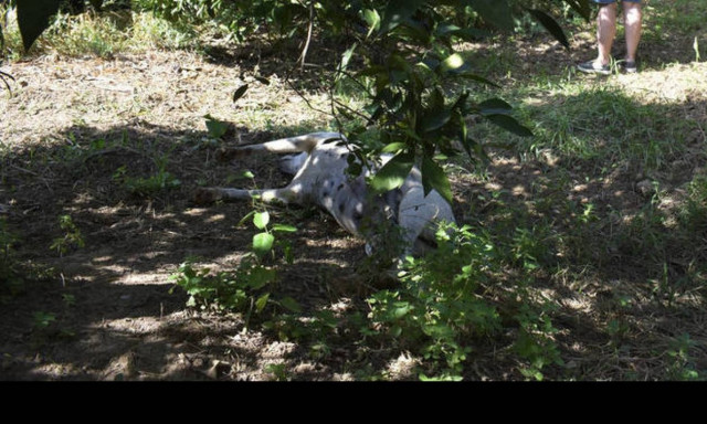 Κτηνωδία στην Κρήτη: Κρέμασαν σκύλο σε γέφυρα (pic)