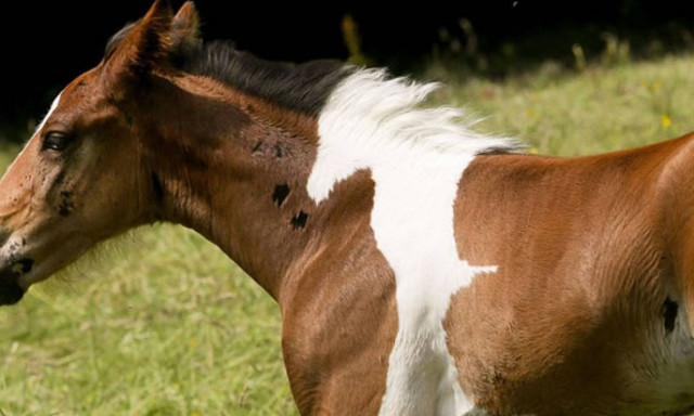 Απίθανη εικόνα: Άλογο γεννιέται με ένα «άλογο» στην πλάτη του
