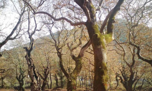 SOS για τα πλατάνια της Ηπείρου: Δείτε από τι κινδυνεύουν (vid)