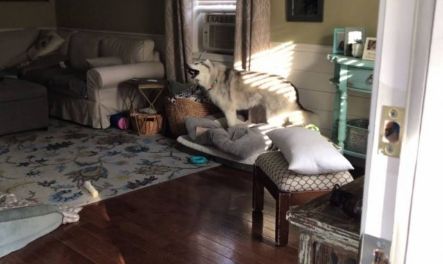 Ο πιο επίμονος σκύλος που έχετε δει! (vid)