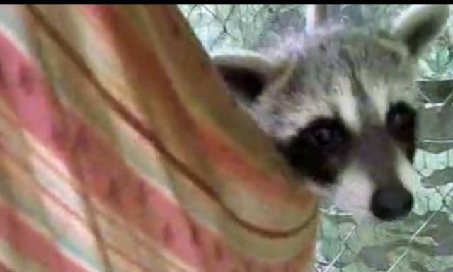 Δεν θα πιστέψετε πού κοιμούνται έξι ρακούν! (vid)