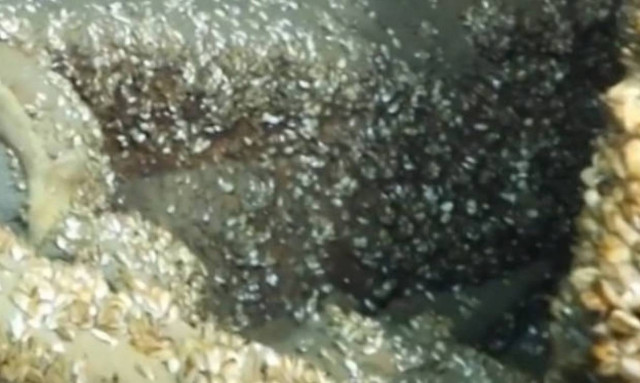 Δεν πίστευαν στα μάτια τους οι δύτες με αυτό που ανακάλυψαν σε ναυάγιο του 1928 (vid)