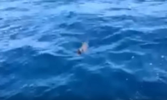 Είδαν κάτι παράξενο να κολυμπά στη θάλασσα - Έπαθαν ΣΟΚ με αυτό που ακολούθησε (vid)