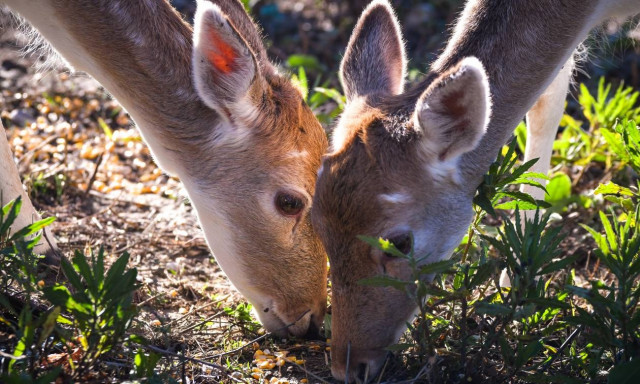 Αυτά τα υπέροχα ελάφια μας θυμίζουν πόσο όμορφη είναι ζωή στη φύση (pics)