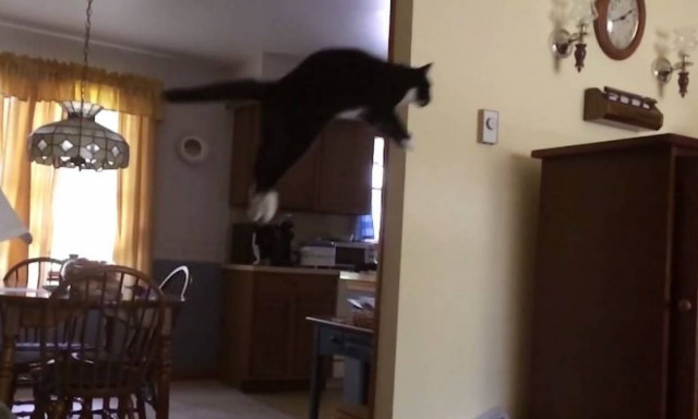 Γάτες σε… slow motion (vid)