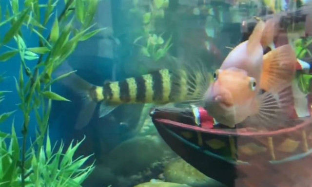 Το πιο τρομακτικό ψάρι που έχετε δει! (vid)