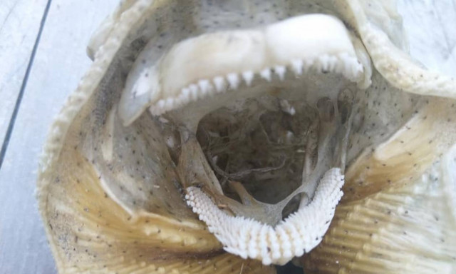 «Τέρας» ξεβράστηκε σε παραλία και τρομοκράτησε όλο τον πλανήτη (pics)