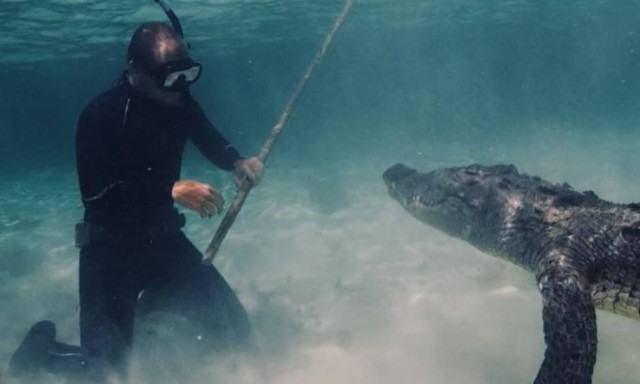Τρόμος! Εικονολήπτης πλησιάζει σε απόσταση αναπνοής κροκόδειλο - «τέρας» (vid)