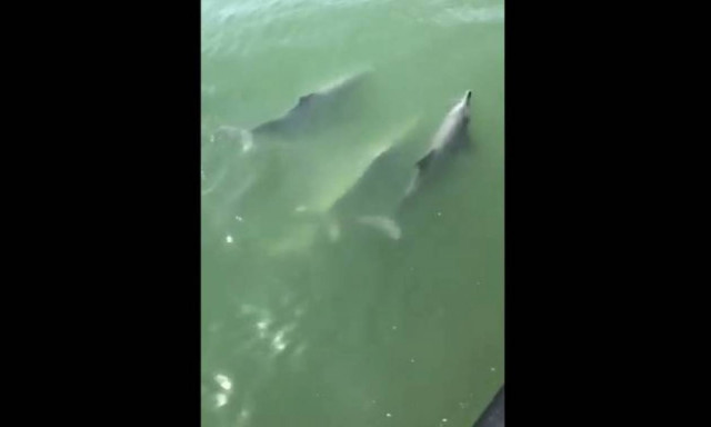 Δελφίνια έδωσαν τη δική τους «παράσταση» σε επιβάτες σκάφους (vid)