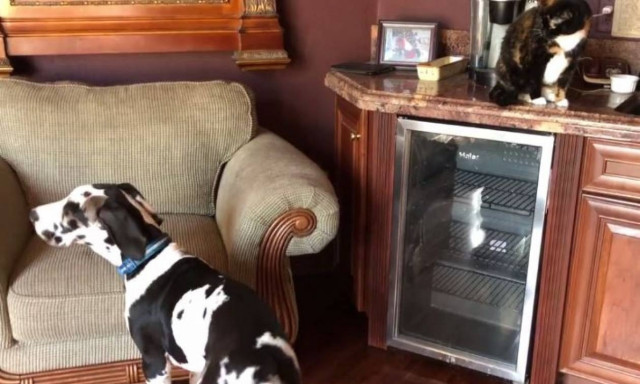 Η γάτα που πληγώνει τα συναισθήματα ενός σκύλου που απλά θέλει να παίξει (vid)