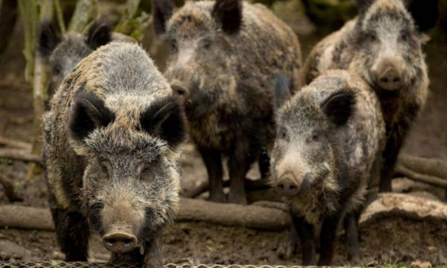 Εύβοια: Τον πήραν στο κυνήγι αγριογούρουνα και έπεσε στη θάλασσα για να σωθεί!