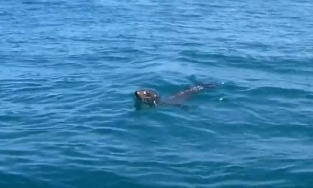 Viral: Δεν φαντάζεστε τι κάνει αυτή η φώκια (vid)