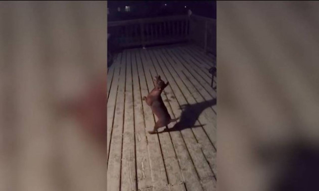 Η ξεκαρδιστική αντίδραση σκύλου που βλέπει χιόνι για πρώτη φορά (vid)