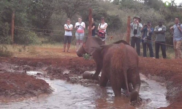 Μωρό ελέφαντας παίζει… ποδόσφαιρο (vid)