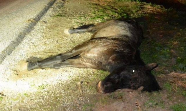 Φθιώτιδα: Μουλάρια βγήκαν στο δρόμο και προκάλεσαν τροχαίο - Ποινή στον ιδιοκτήτη τους