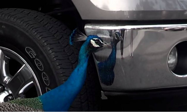 Γνωρίστε τα πιο διασκεδαστικά παγώνια! (vid)