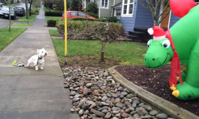 Τα σκυλιά που… μισούν τα Χριστούγεννα! (vid)