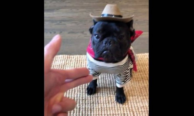 Ένα κουτάβι που θα κάνει ό,τι χρειαστεί για μια… λιχουδιά (vid)