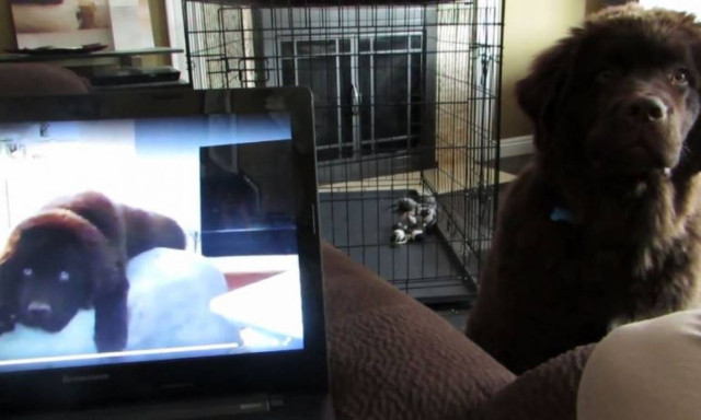 Πώς αντιδρά σκύλος που ακούει τη φωνή του αδερφού του στον υπολογιστή; (vid)