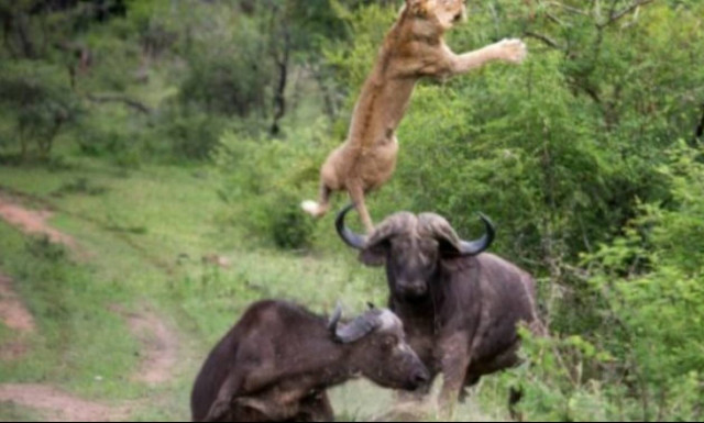 Δείτε τι έπαθε το λιοντάρι που τόλμησε να τα βάλει με μανιασμένους αγριοβούβαλους (vid)