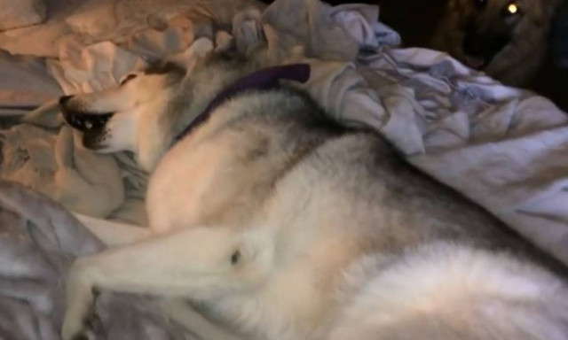 Όταν δεν θέλεις να σηκωθείς από το κρεβάτι με ΤΙΠΟΤΑ (vid)