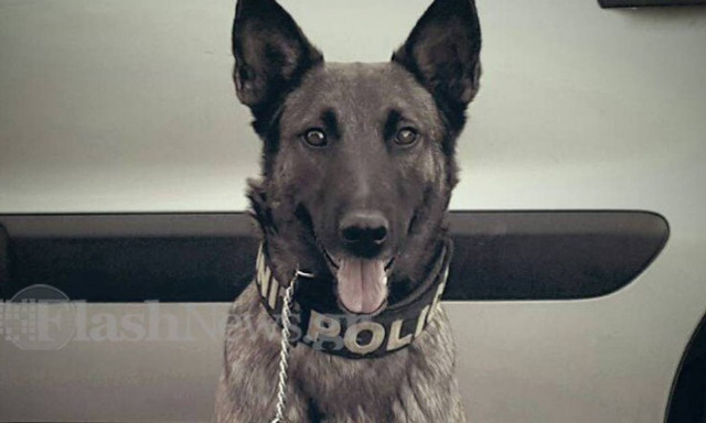 Τραυματίστηκε ο σκύλος του λιμενικού Χανίων που έψαχνε το ύποπτο πλοίο