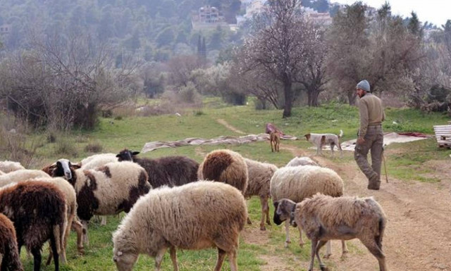 Πότε θα δοθεί η οικονομική ενίσχυση σε αγρότες και κτηνοτρόφους